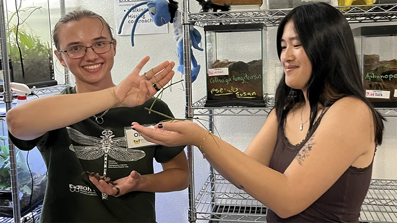 Oliver Smith, left, president of the student entomology club at UC Davis, hands a live stick bug to Summer Sessions student Kaili Geritz at the Bohart Museum of Entomology's Moth Night. (Julia Ann Easley/UC Davis)